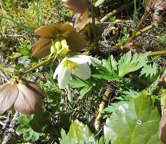 Haus Waldblick דירה *