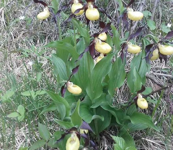 Haus Waldblick דירה *