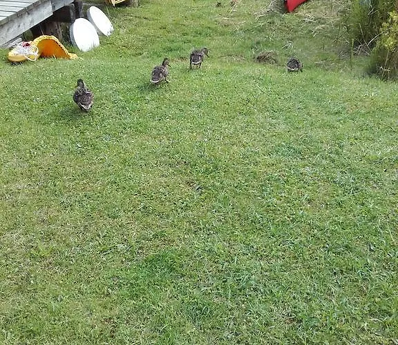 Haus Waldblick דירה *